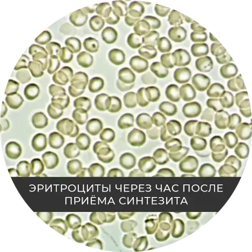 सिंथेसिट लेने के एक घंटे बाद लाल रक्त कोशिकाएं